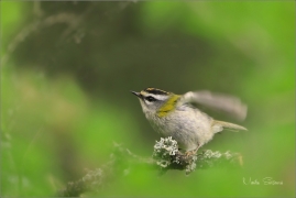 <p>KRÁLÍČEK OHNIVÝ (Regulus ignicapillus) /Firecrest - Sommergoldhähnchen/</p>